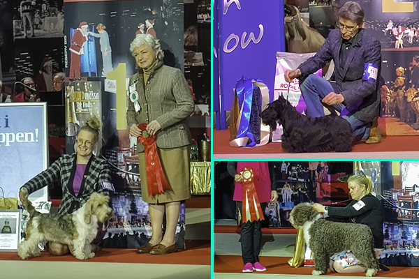 Tukholman suomalaisvoittajia: vas. BIS-4, Rosarian Islamorada With Mg’s, ylhäällä BIS-2 Quaint Sherry Perry ja alhaalla BIS-veteraani Aquacrest Magic Mike.